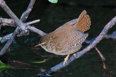 Troglodytes troglodytes