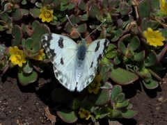 Pontia daplidice