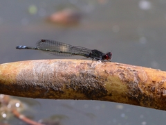 Pseudagrion sublacteum