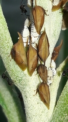 Enchenopa squamigera