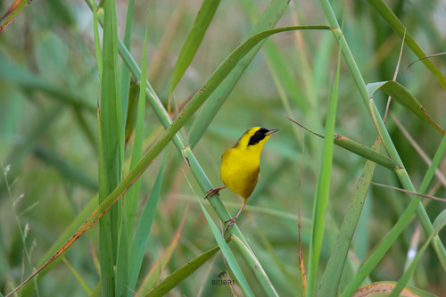 Altamira Yellowthroat (Geothlypis flavovelata), photo 8