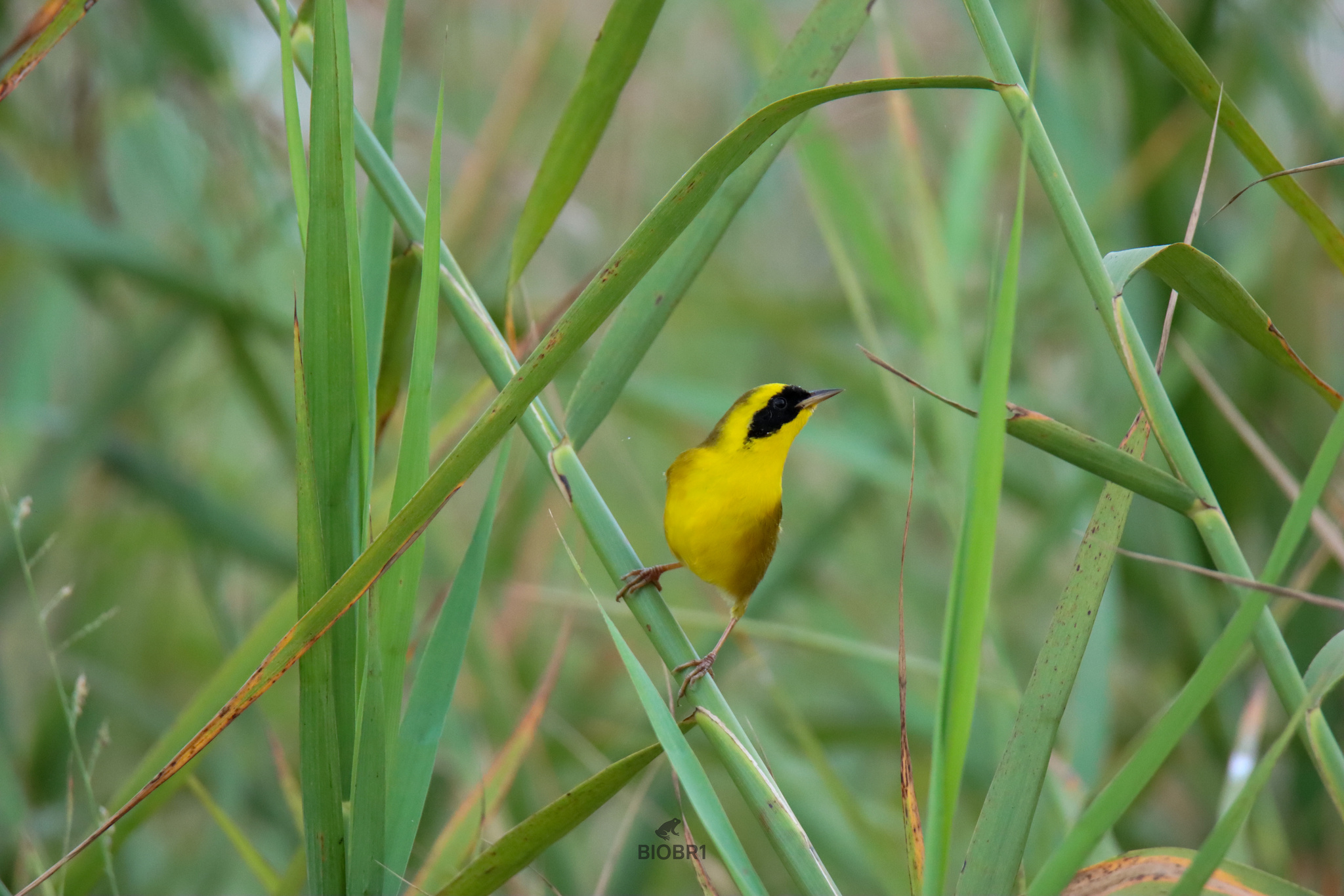Altamira Yellowthroat (Geothlypis flavovelata), photo 8
