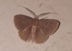Petelia medardaria