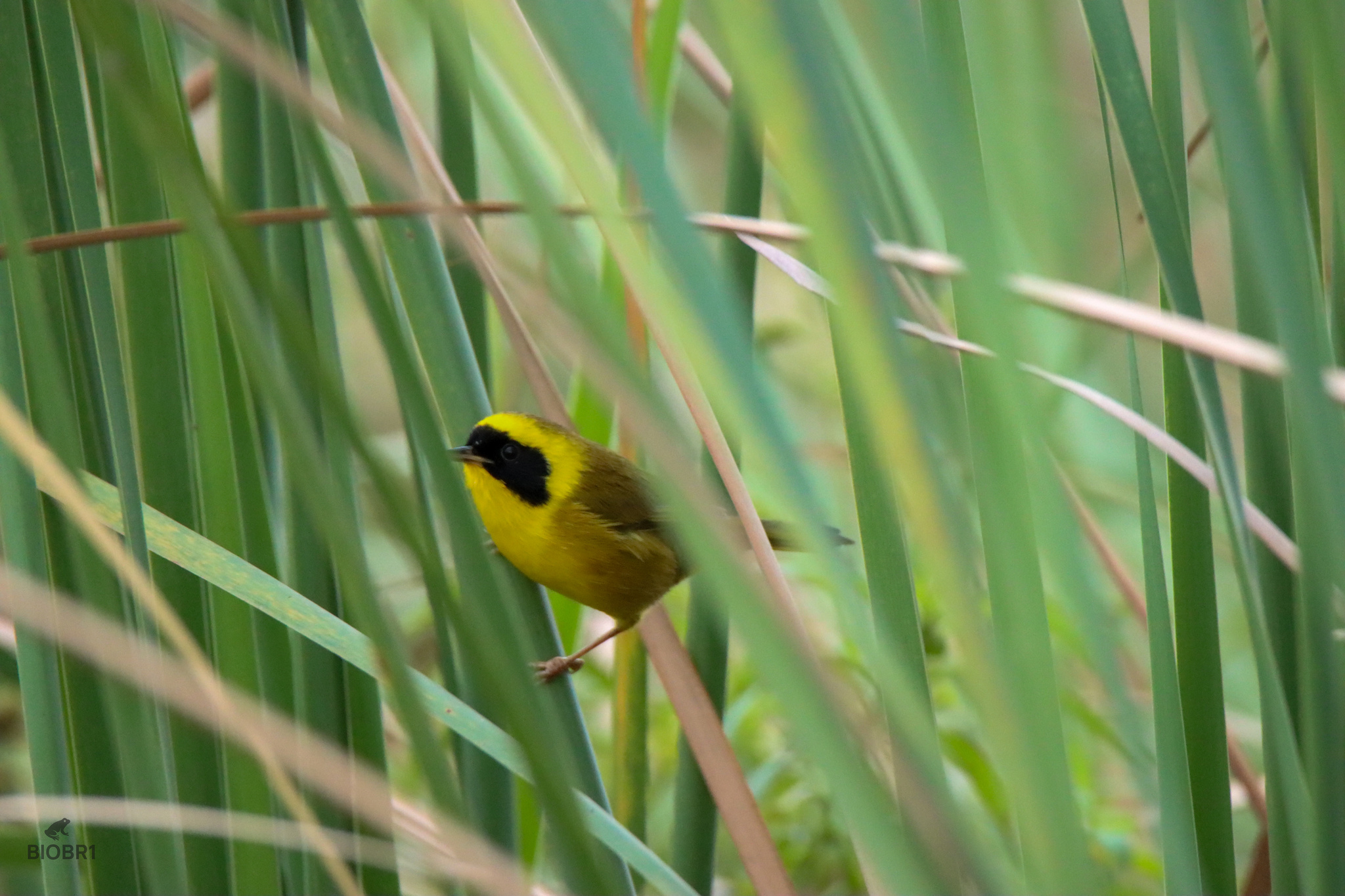 Altamira Yellowthroat (Geothlypis flavovelata), photo 9