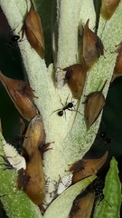 Enchenopa squamigera