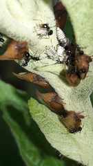 Enchenopa squamigera