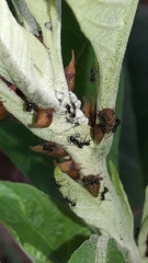 Enchenopa squamigera