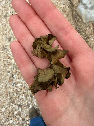 Salvinia molesta iNat (2)