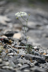 Bunium bulbocastanum