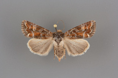 Lacinipolia lepidula