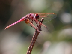 Trithemis annulata