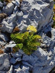 Anisotome pilifera