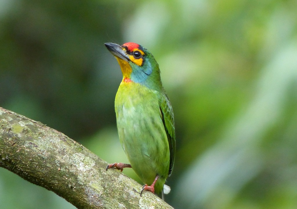 Crimson-fronted Barbet photo