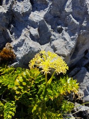 Anisotome pilifera