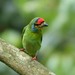 Crimson-fronted Barbet - Photo (c) Pieter Prins, some rights reserved (CC BY-NC), uploaded by Pieter Prins