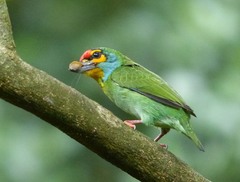 Psilopogon rubricapillus