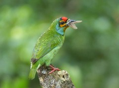 Psilopogon rubricapillus