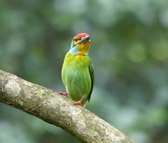 Psilopogon rubricapillus