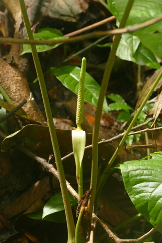 Anthurium sagittatum, photograph 2