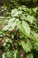 author not stated, no rights reserved Anthurium sagittatum, photograph author not stated, no rights reserved