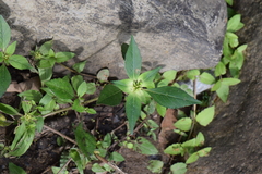 Euphorbia schiedeana