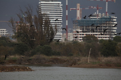 Avistamiento Morito común (Marismas Odiel)