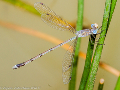 Lestes dissimulans