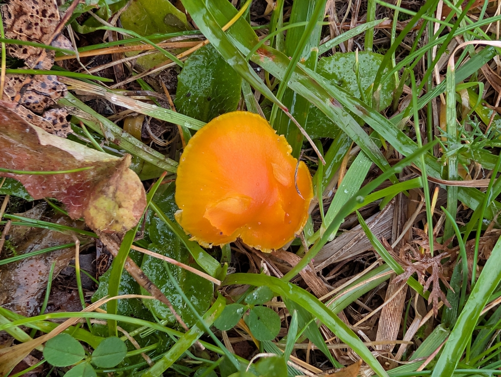 Hygrocybe ceracea · December 2025 · photo: © pilmar (iNaturalist, cc0)