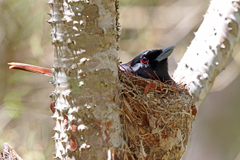 Rufous Vanga photo 2