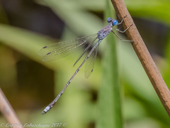 Lestes dissimulans