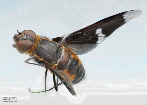 Muwarna vitreilinearis
