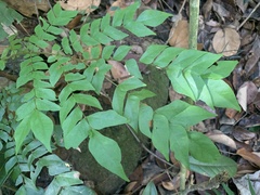 Archidendron clypearia