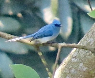 African Blue Flycatcher (Elminia longicauda), photo 6
