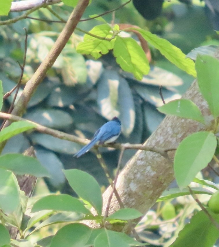 African Blue Flycatcher (Elminia longicauda), photo 7