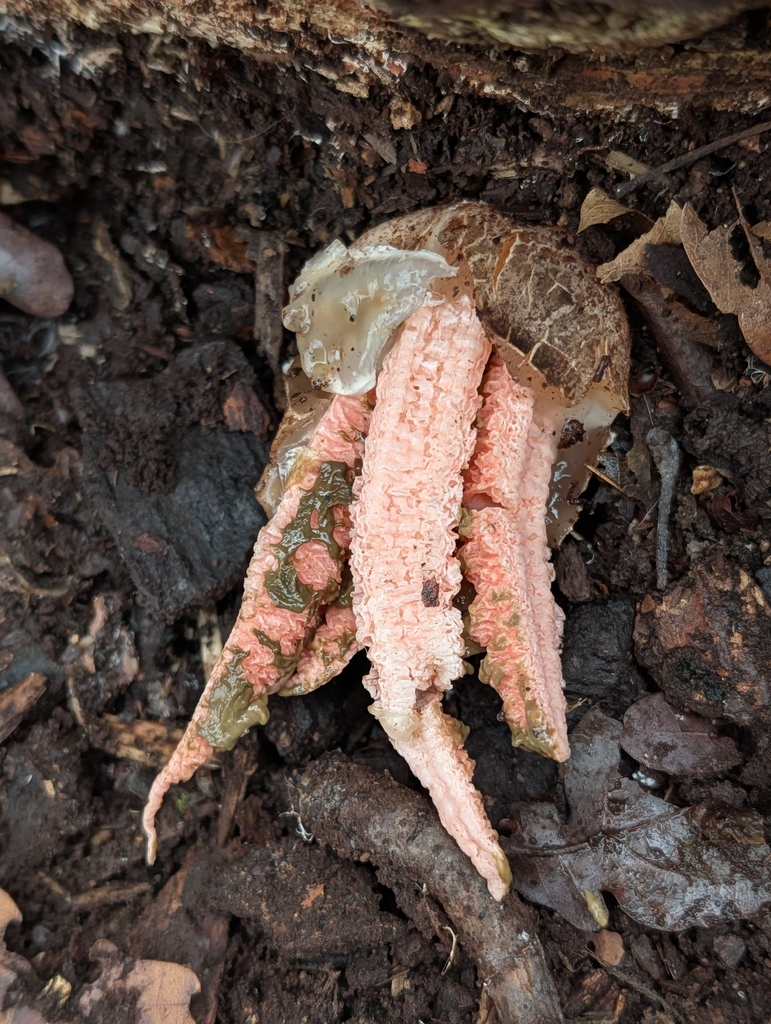 Clathrus archeri