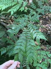 Archidendron clypearia