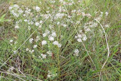 Ceanothus microphyllus