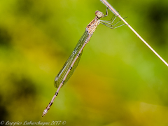 Lestes dissimulans