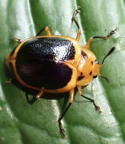 Oligocorynus cinctus