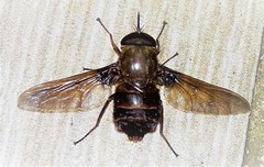 Esenbeckia