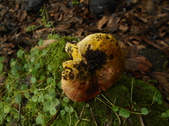 Hypomyces luteovirens