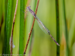 Lestes dissimulans