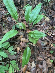 Tectaria singaporiana