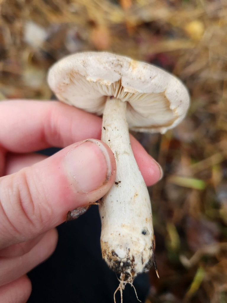 Leucocoprinus leucothites · December 2025 · photo: © leannestacy (iNaturalist, cc0)