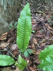 Tectaria singaporiana