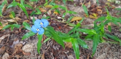 Commelina ensifolia