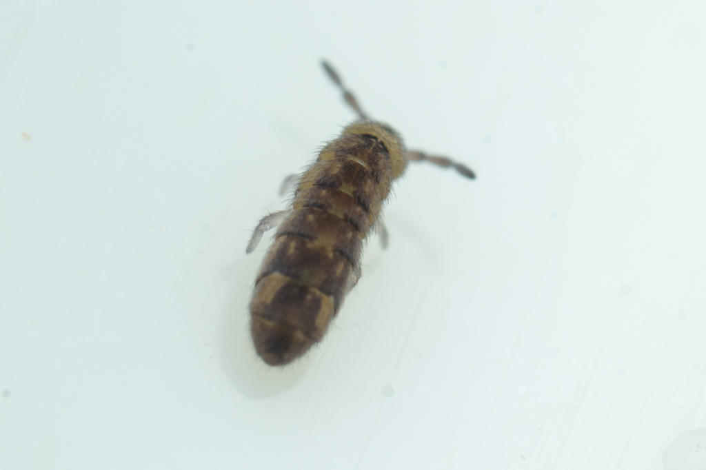 Desoria hoodensis