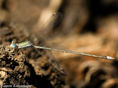 Lestes pallidus
