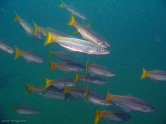 Dinolestes lewini
