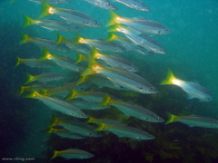 Dinolestes lewini